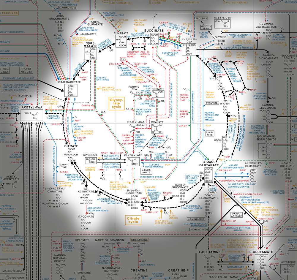 Citrate Cycle detail.