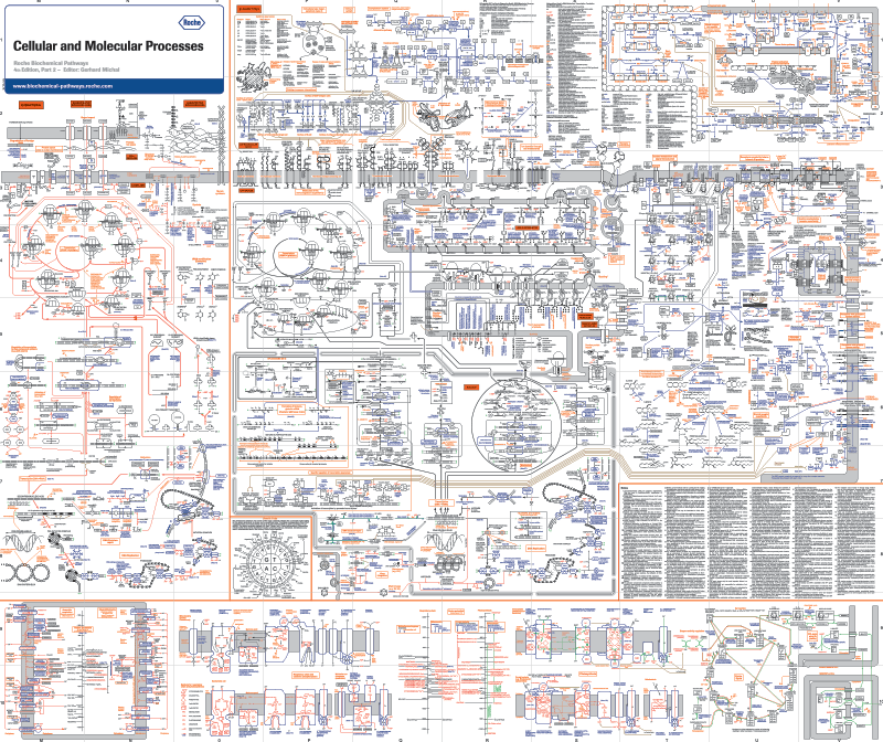 Biochemical Pathways, Part 2: Cellular and Molecular Processes.